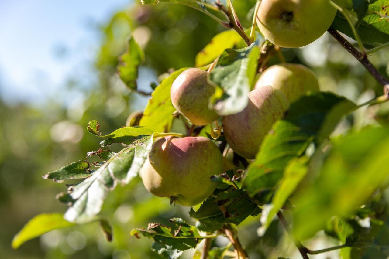 Pomme De Reinette Villa Azay-le-Rideau Bagian luar foto